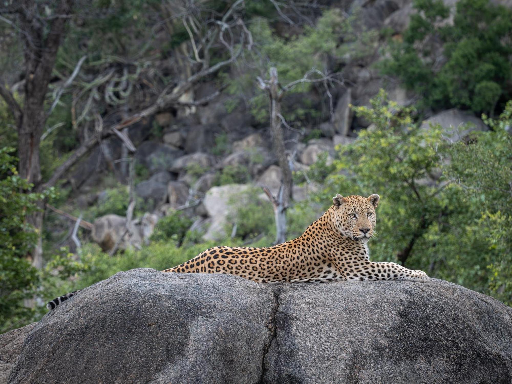 Nyati Safari Lodge Hoedspruit Esterno foto