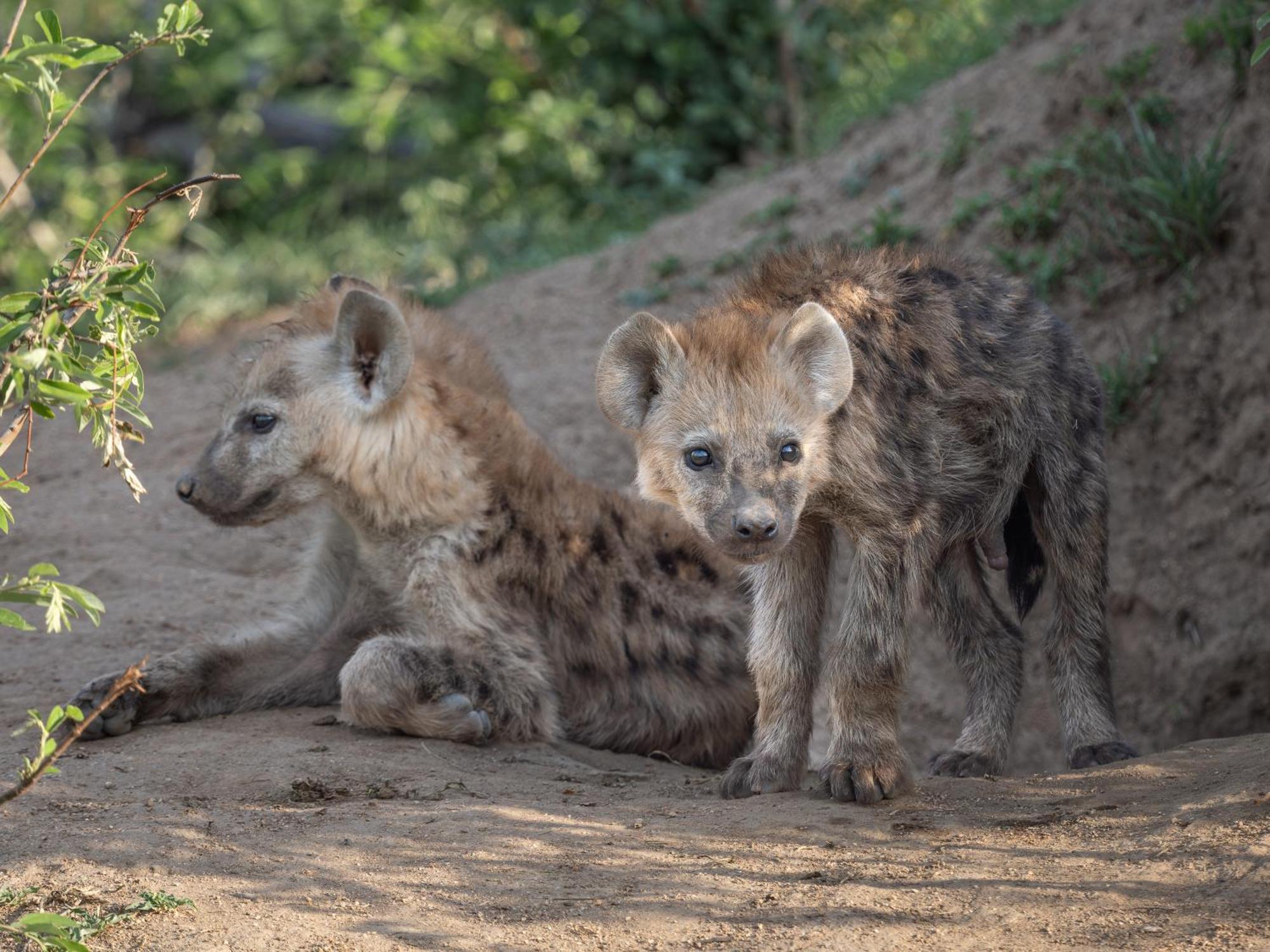 Nyati Safari Lodge Hoedspruit Esterno foto
