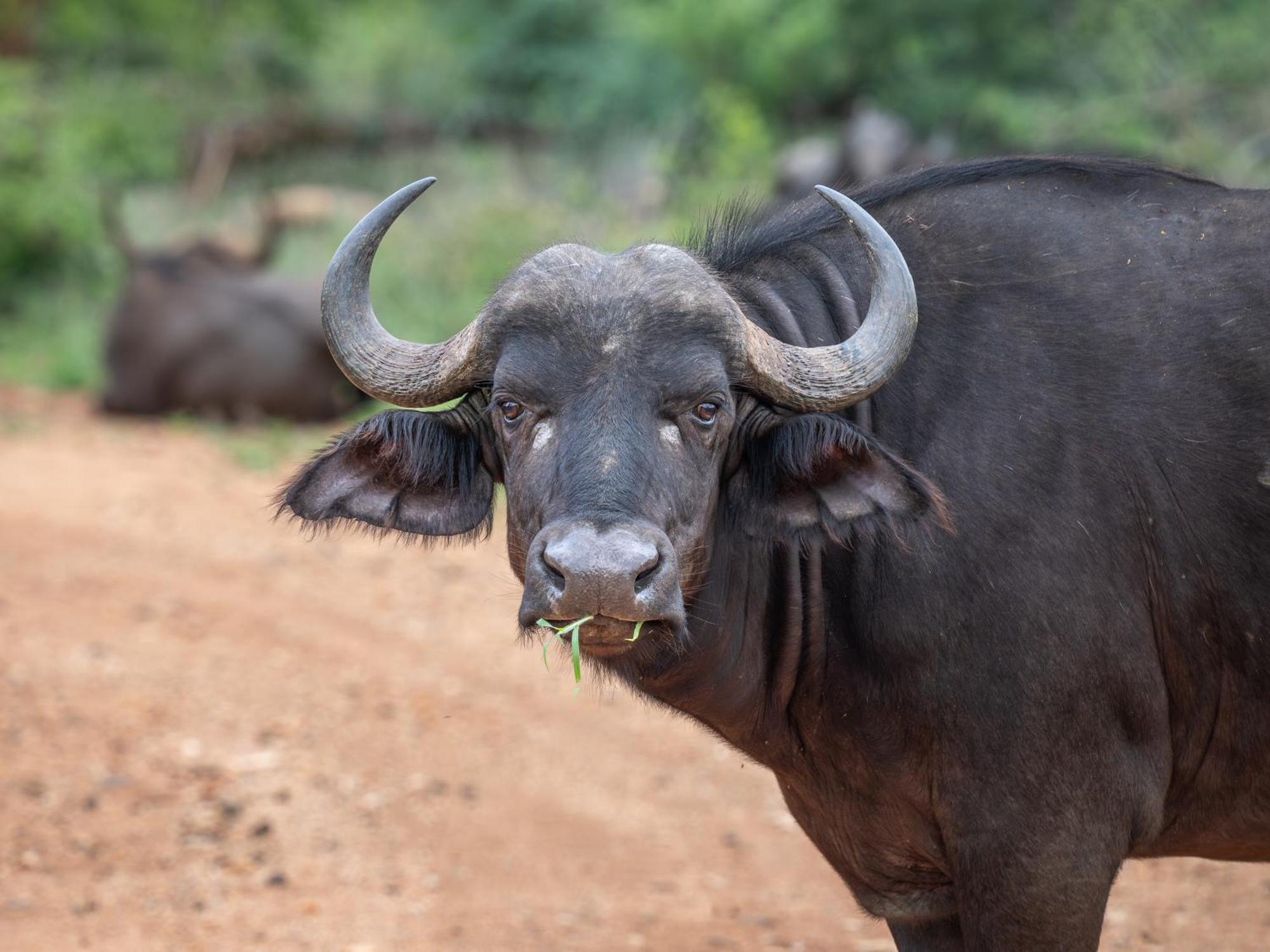Nyati Safari Lodge Hoedspruit Esterno foto